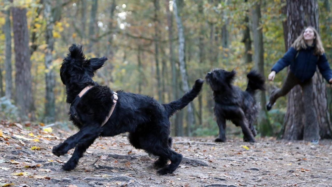 Eine Jugendliche spielt in einem Wald in Berlin mit ihren Hunden. Eine Jugendliche spielt in einem Wald in Berlin mit ihren Hunden.