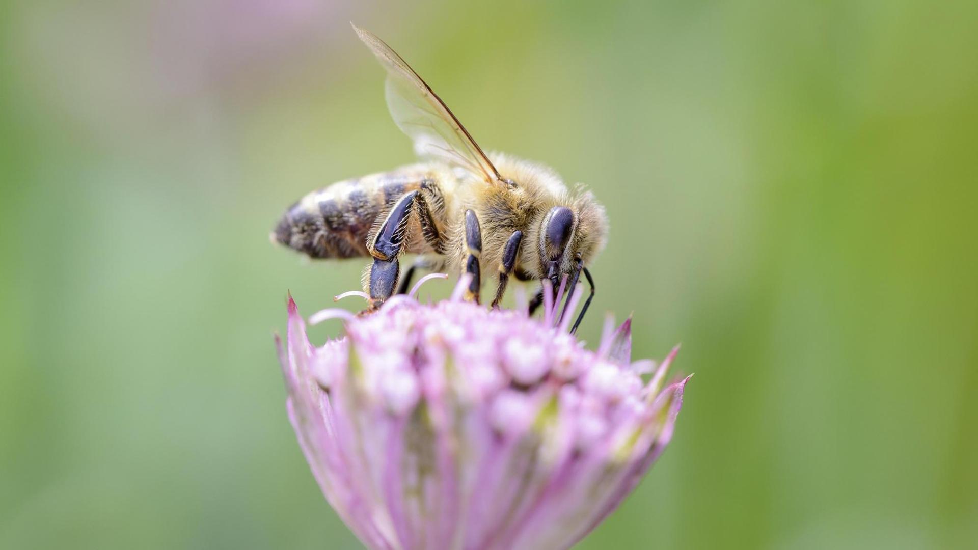 Eine Biene sitzt auf einer Blume.