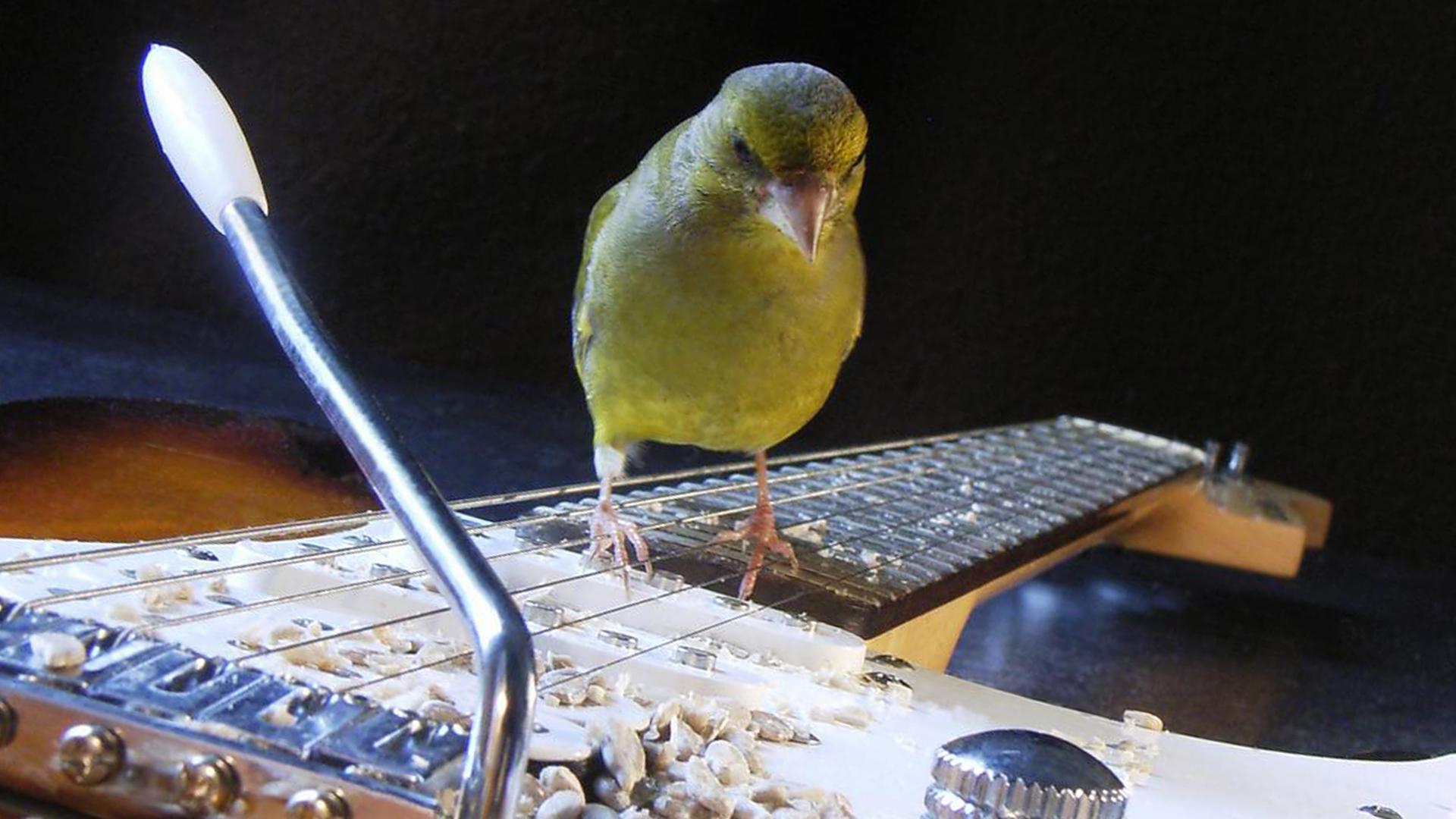Grünling auf E-Gitarre Grünling auf E-Gitarre