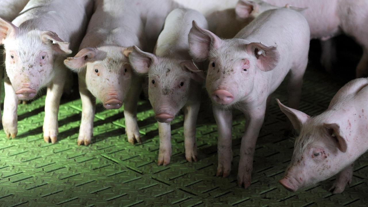 Ferkel drängen sich am im Ferkelaufzuchtbereich des Schweinezuchtbetriebes Seegers in Großenkneten (Niedersachsen). Ferkel drängen sich am im Ferkelaufzuchtbereich des Schweinezuchtbetriebes Seegers in Großenkneten (Niedersachsen).