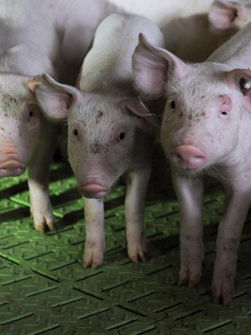 Ferkel drängen sich am im Ferkelaufzuchtbereich des Schweinezuchtbetriebes Seegers in Großenkneten (Niedersachsen).