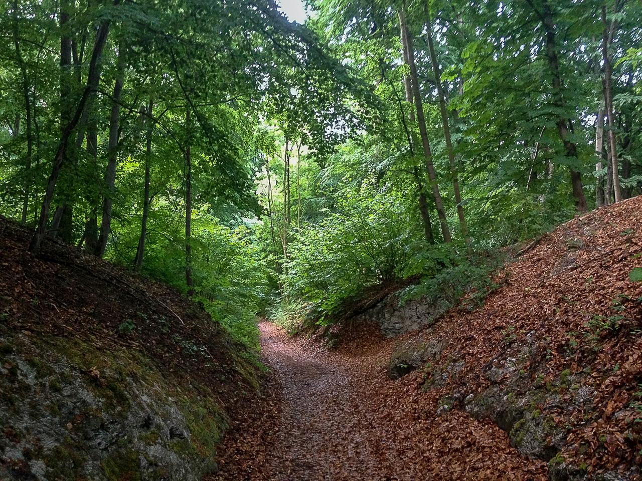 Hohlweg am Kyffhäuser im Frühsommer 2015 Hohlweg am Kyffhäuser im Frühsommer 2015