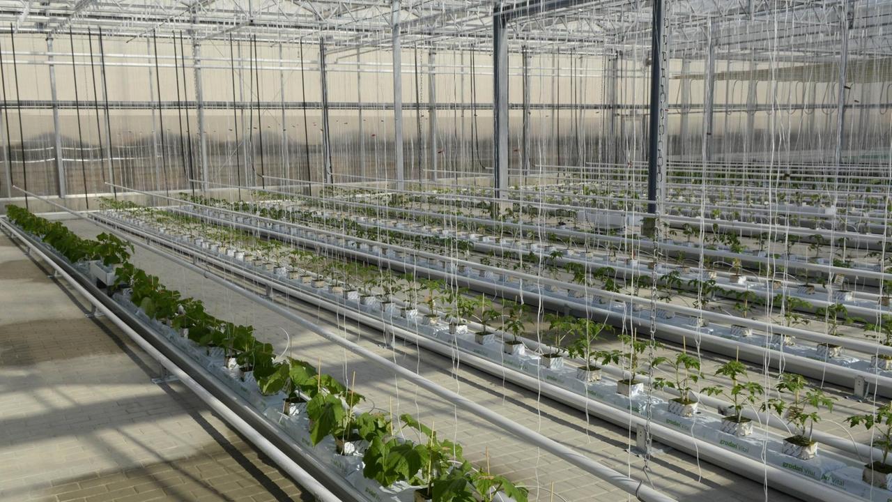 In der ECF Farm Berlin werden Fischaufzucht und Gemüseanbau miteinander kombiniert. Bei der Produktion von hochwertigem Speisefisch wird das Wasser mit wertvollen Nährstoffen angereichert. Dieses Wasser wird in das Gewächshaus geleitet und versorgt dort die Pflanzen mit natürlichem Dünger. Die Produktion geschieht lokal, saisonal, transparent und kommt ohne Pestizide, Antibiotika, Gentechnik, Transportwege & Kühlketten aus. In der ECF Farm Berlin werden Fischaufzucht und Gemüseanbau miteinander kombiniert. Bei der Produktion von hochwertigem Speisefisch wird das Wasser mit wertvollen Nährstoffen angereichert. Dieses Wasser wird in das Gewächshaus geleitet und versorgt dort die Pflanzen mit natürlichem Dünger. Die Produktion geschieht lokal, saisonal, transparent und kommt ohne Pestizide, Antibiotika, Gentechnik, Transportwege & Kühlketten aus.
