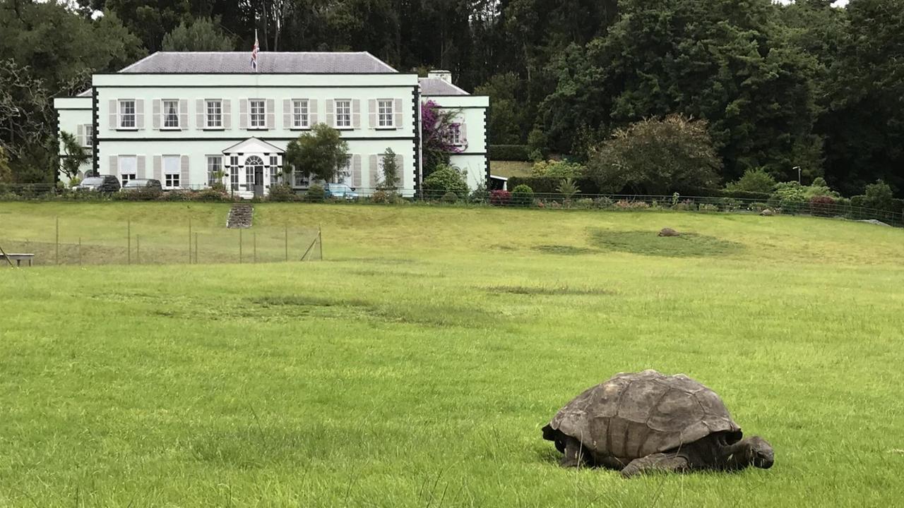 Riesenschildkröte Jonathan vor dem Plantation House. Riesenschildkröte Jonathan vor dem Plantation House.