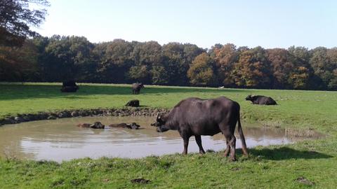 Wasserbüffel fühlen sich in ihrem Teich sichtlich wohl.