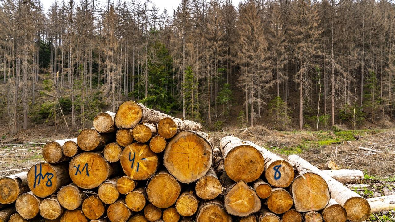 Gefällte Holzstämme vor abgestorbenen Fichten - Waldsterben im Naturpark Arnsberger Wald, über 70 Prozent der Fichten Bäume sind erkrankt, beschädigt, meist durch den Borkenkäfer, der sich durch Trockenheit und Wärme, dem Klimawandel, verbreiten konnte. Gefällte Holzstämme vor abgestorbenen Fichten - Waldsterben im Naturpark Arnsberger Wald, über 70 Prozent der Fichten Bäume sind erkrankt, beschädigt, meist durch den Borkenkäfer, der sich durch Trockenheit und Wärme, dem Klimawandel, verbreiten konnte.