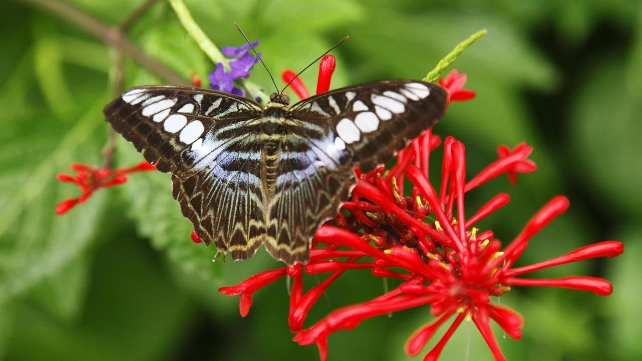 Blauer Segler, ein Großschmetterling mit weißen Punkten, im Krefelder Zoo Blauer Segler, ein Großschmetterling mit weißen Punkten, im Krefelder Zoo