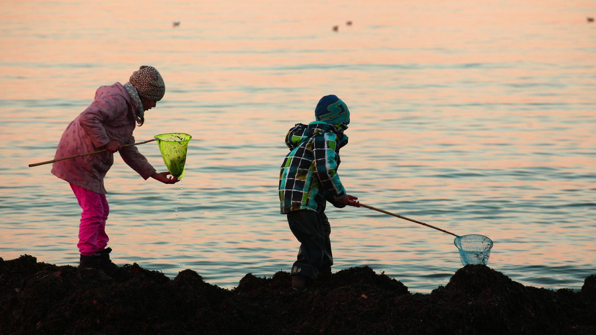 Zwei Kinder stehen im Abendlicht am Strand der Ostsee auf angepültem Tang bei Breege auf Rügen. Mit ihren Keschern versuchen sie kleine Krebse, Quallen und Krebs zu fangen; Aufnahme vom April 2015 Zwei Kinder stehen im Abendlicht am Strand der Ostsee auf angepültem Tang bei Breege auf Rügen. Mit ihren Keschern versuchen sie kleine Krebse, Quallen und Krebs zu fangen; Aufnahme vom April 2015
