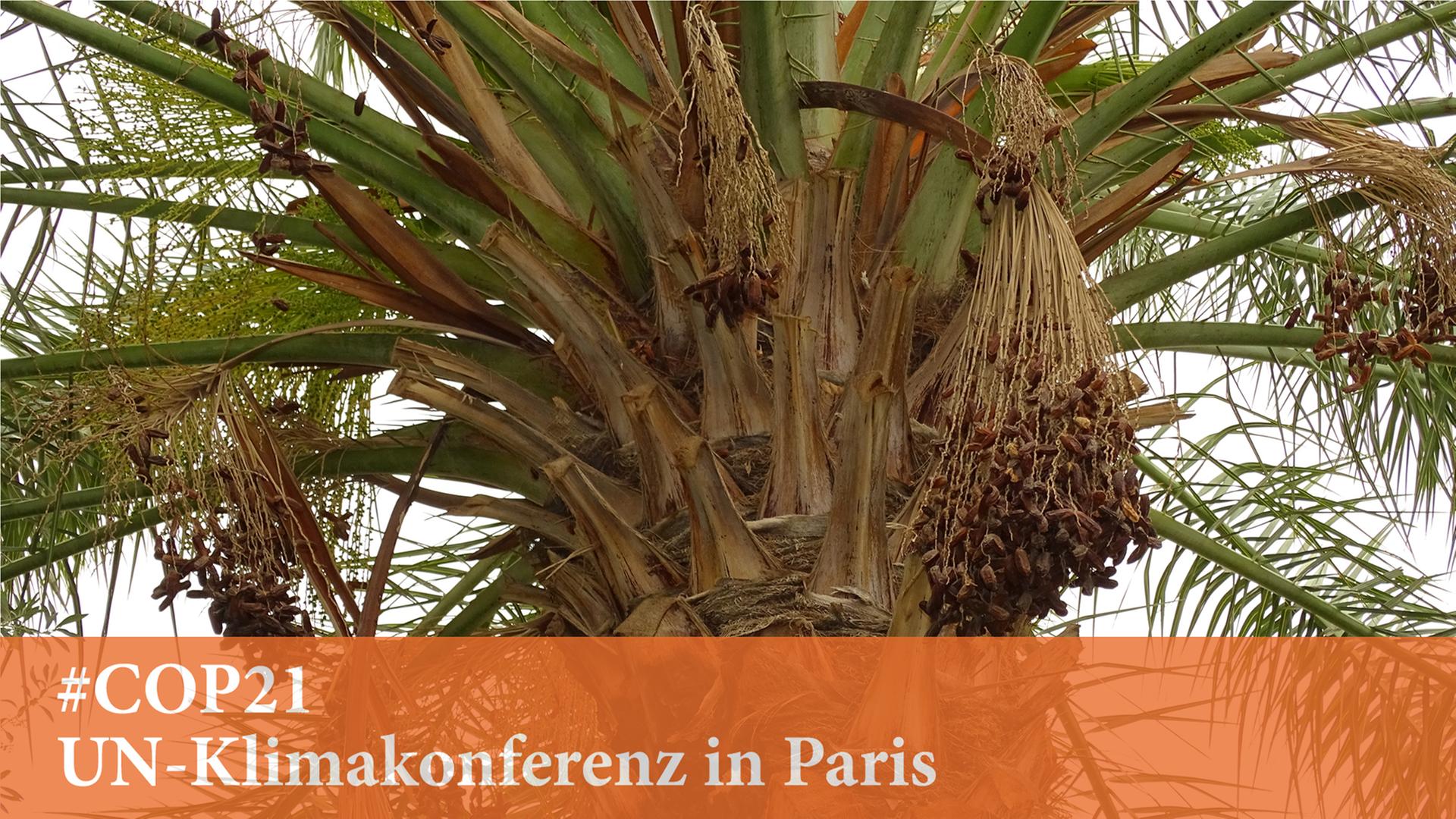 Palmen im Gafsa-Oasen-Projekt in Tunesien