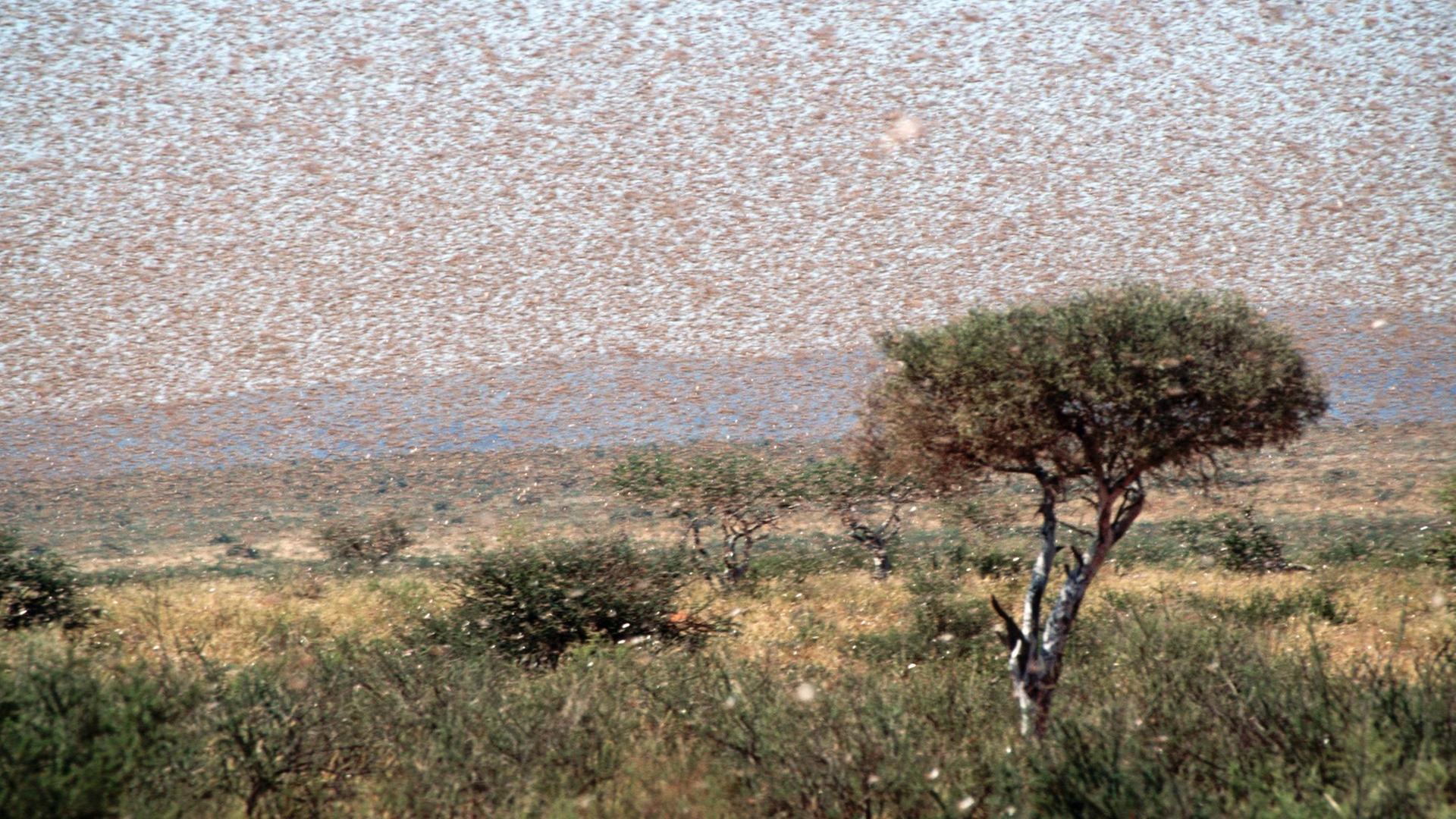Ein rieser Schwarm von Wanderheuschrecken umkreist einen Baum in der kenianischen Steppe.
