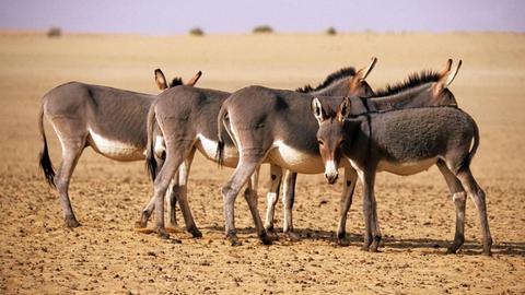 Eine Gruppe von Hauseseln steht in der Wüste im afrikanischen Staat Mali.