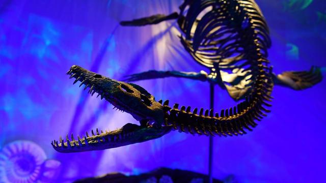 Ein vier Meter langes Plesiosaurus Skelett einer ausgestorbenen meeresbewohnenden Reptilienart ist am 22.02.2017 im Sea Life Berlin zu sehen.