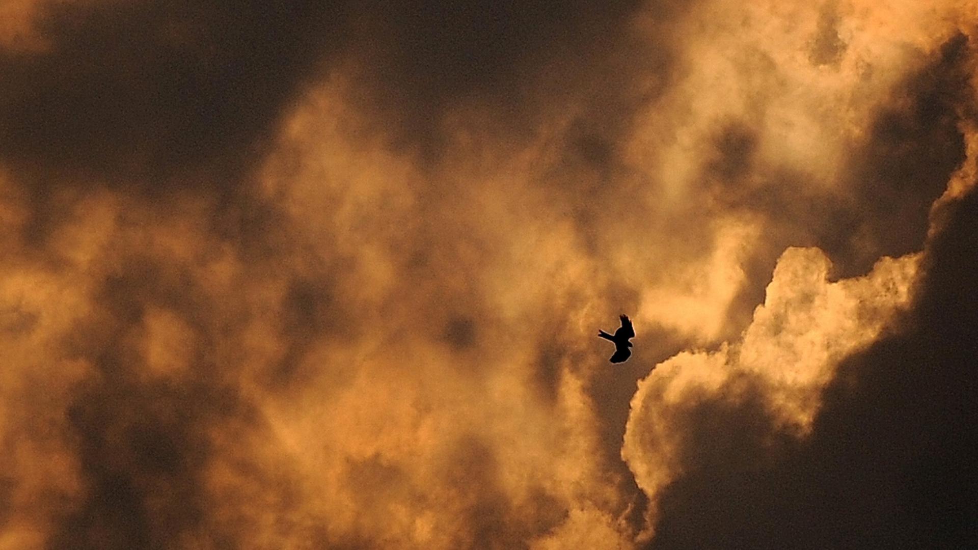 Ein Vogel fliegt durch Wolken. Ein Vogel fliegt durch Wolken.