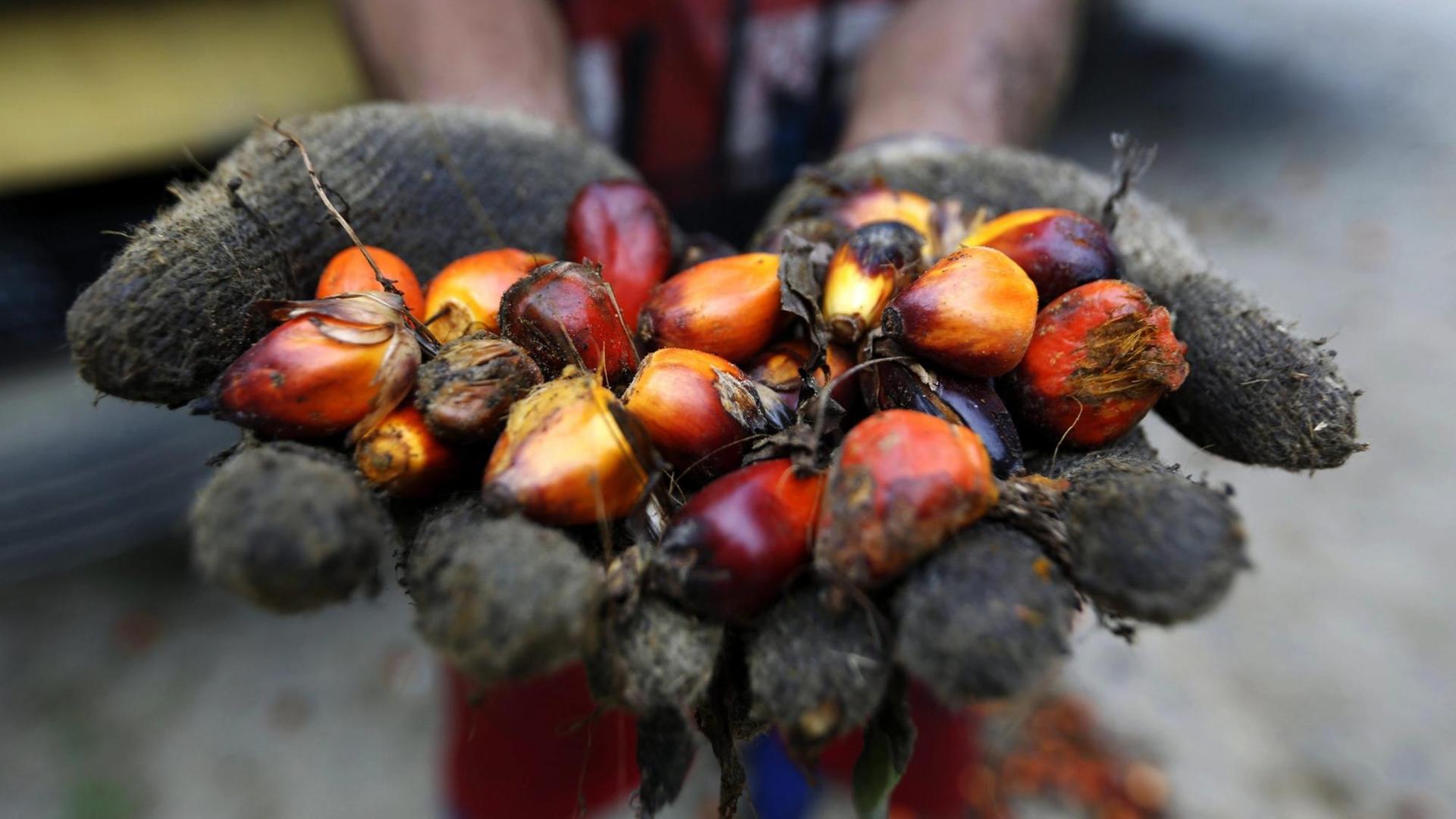 Ein indonesischer Palmöl-Bauer hält Palmölfrüchte in seinen Händen Ein indonesischer Palmöl-Bauer hält Palmölfrüchte in seinen Händen