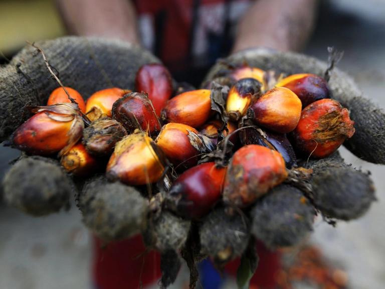 Ein indonesischer Palmöl-Bauer hält Palmölfrüchte in seinen Händen
