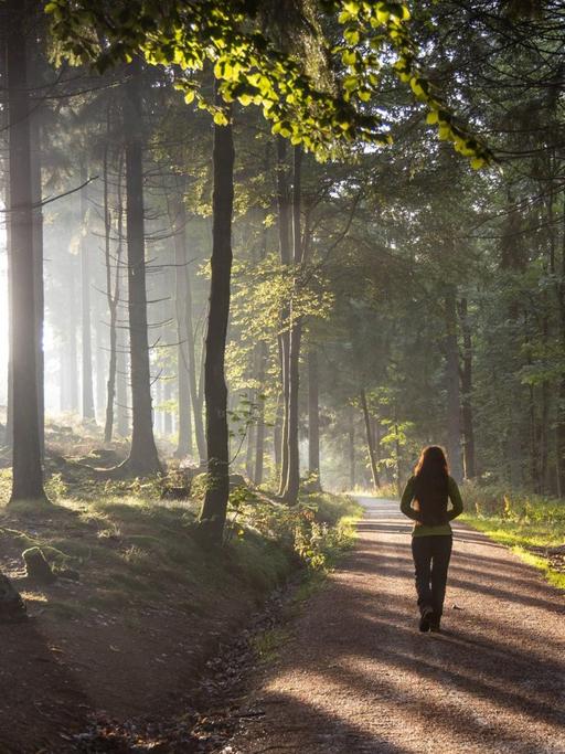 Die Sonne scheint durch Bäume im Wald am Großen Feldberg im Taunus. Ein Weg führt durch den Wald, auf dem eine Person läuft.