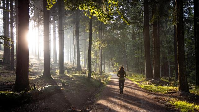 Die Sonne scheint durch Bäume im Wald am Großen Feldberg im Taunus. Ein Weg führt durch den Wald, auf dem eine Person läuft.