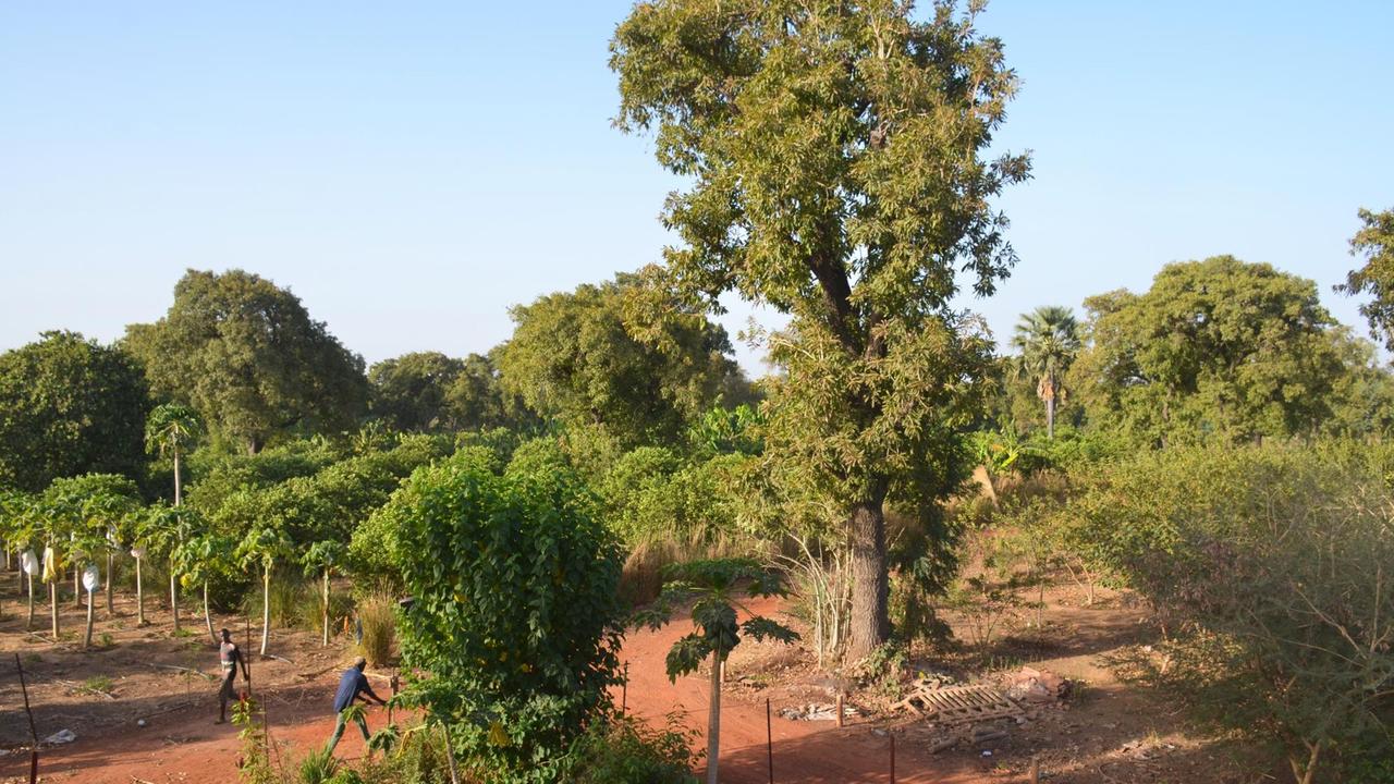 Blick auf die grüne Latyland Farm, mit Papayabäumen und zwei Arbeitern im Bildvordergrund. Blick auf die grüne Latyland Farm, mit Papayabäumen und zwei Arbeitern im Bildvordergrund.