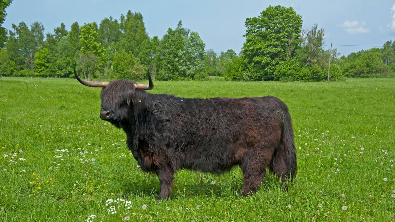 Ein zotteliges Rind steht auf einer grünen Wiese mit einigen Bäumen im Hintergrund. Ein zotteliges Rind steht auf einer grünen Wiese mit einigen Bäumen im Hintergrund.