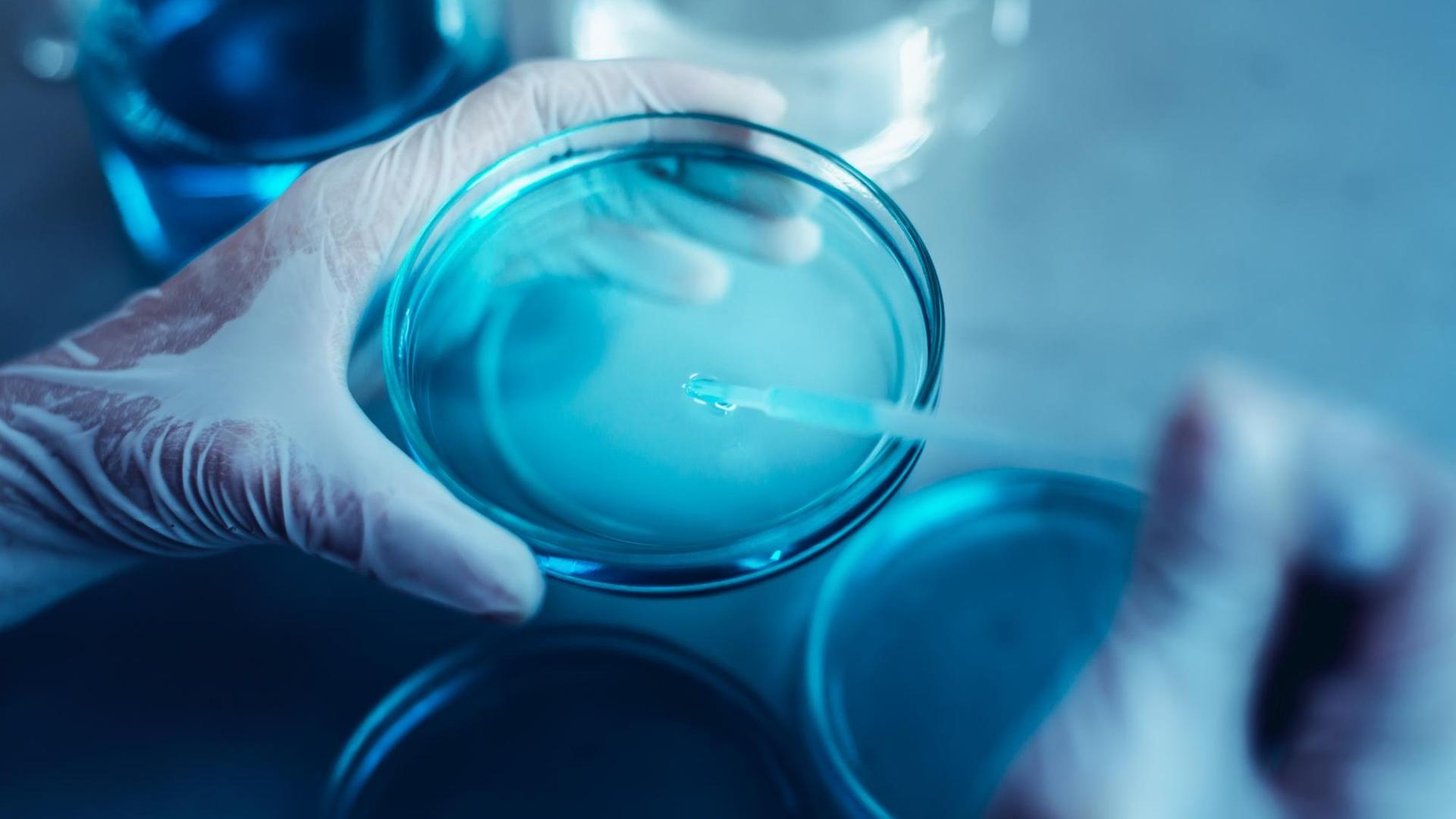 Nahaufnahme einer Pipette, die in eine Petrischale gehalten wird. Nahaufnahme einer Pipette, die in eine Petrischale gehalten wird.