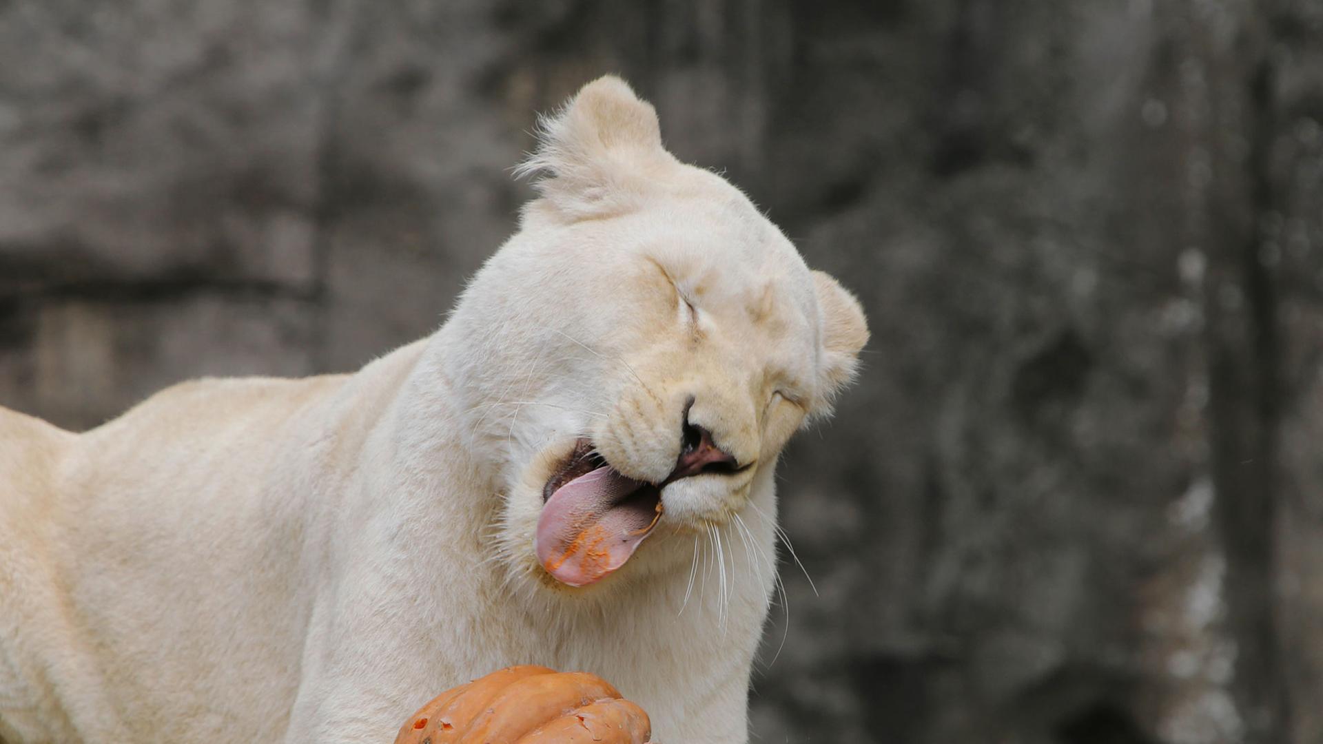 Ein weißer Löwe im Zoo von Rhenen.