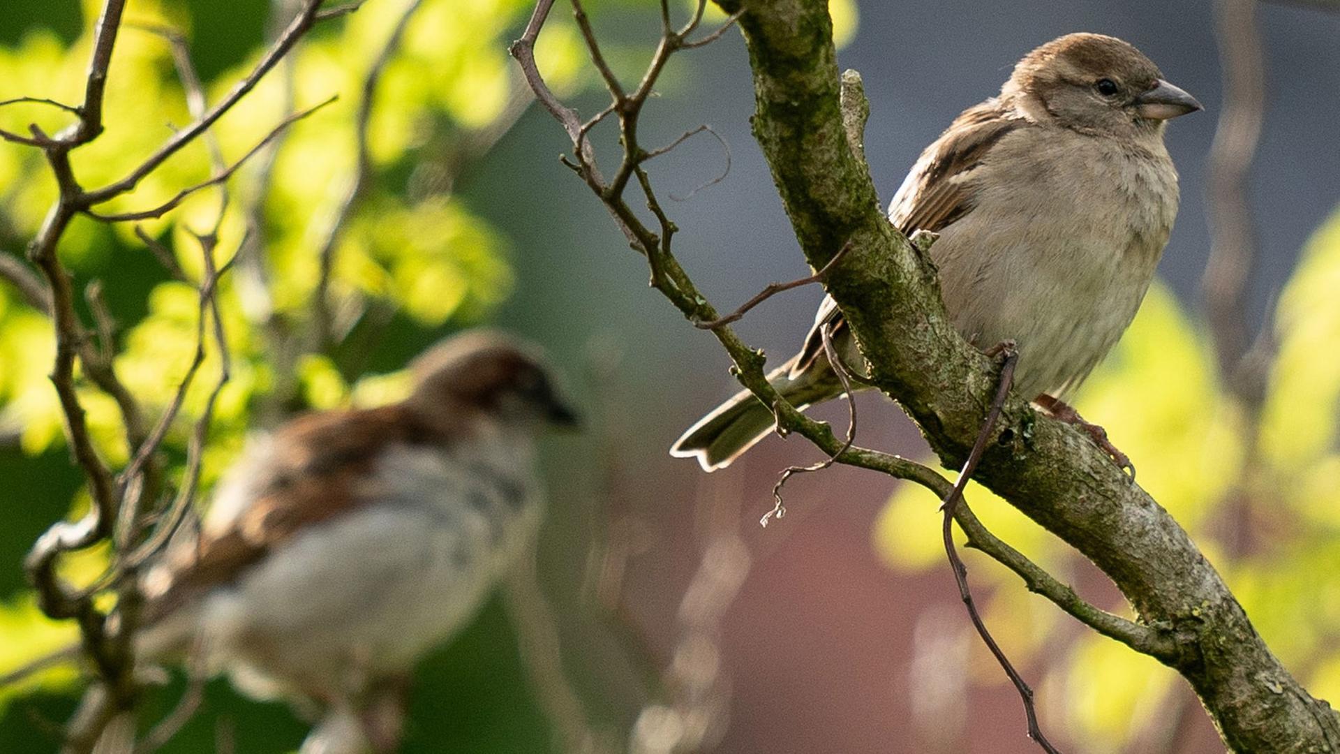 Das Bild zeigt zwei Spatzen in einem Baum. Das Bild zeigt zwei Spatzen in einem Baum.