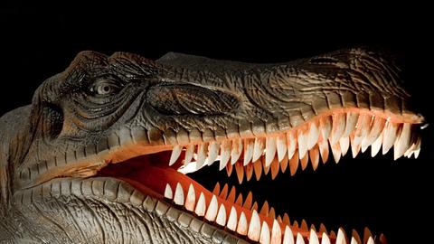 Modell eines Tyrannosaurus Rex