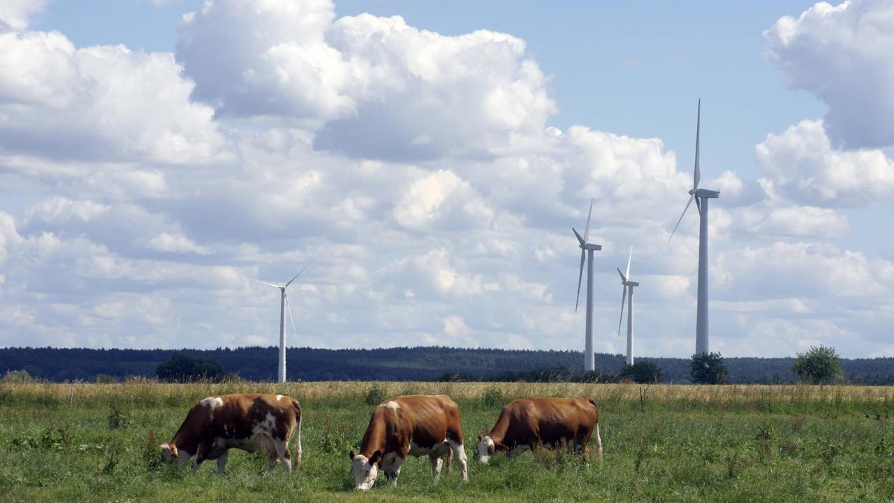 Kühe auf einer Wiese zwischen modernen Windrädern Kühe auf einer Wiese zwischen modernen Windrädern