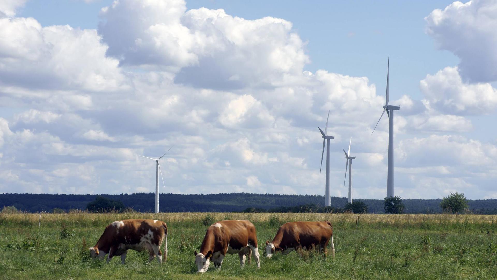 Kühe auf einer Wiese zwischen modernen Windrädern Kühe auf einer Wiese zwischen modernen Windrädern