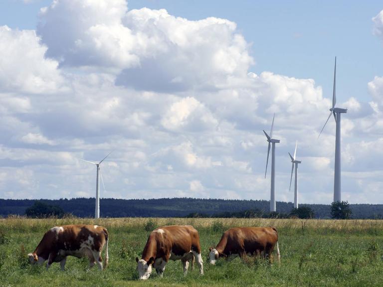 Kühe auf einer Wiese zwischen modernen Windrädern