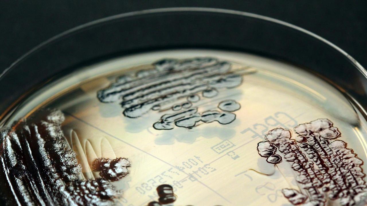 Multiresistente Enterobakterien in einer Petrischale nachgewiesen.