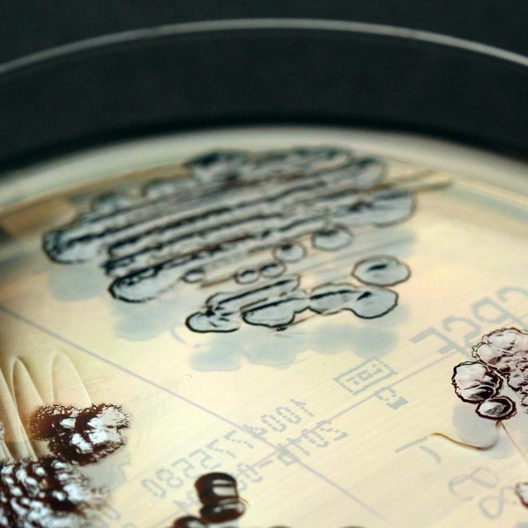Multiresistente Enterobakterien - in einer Petrischale nachgewiesen.