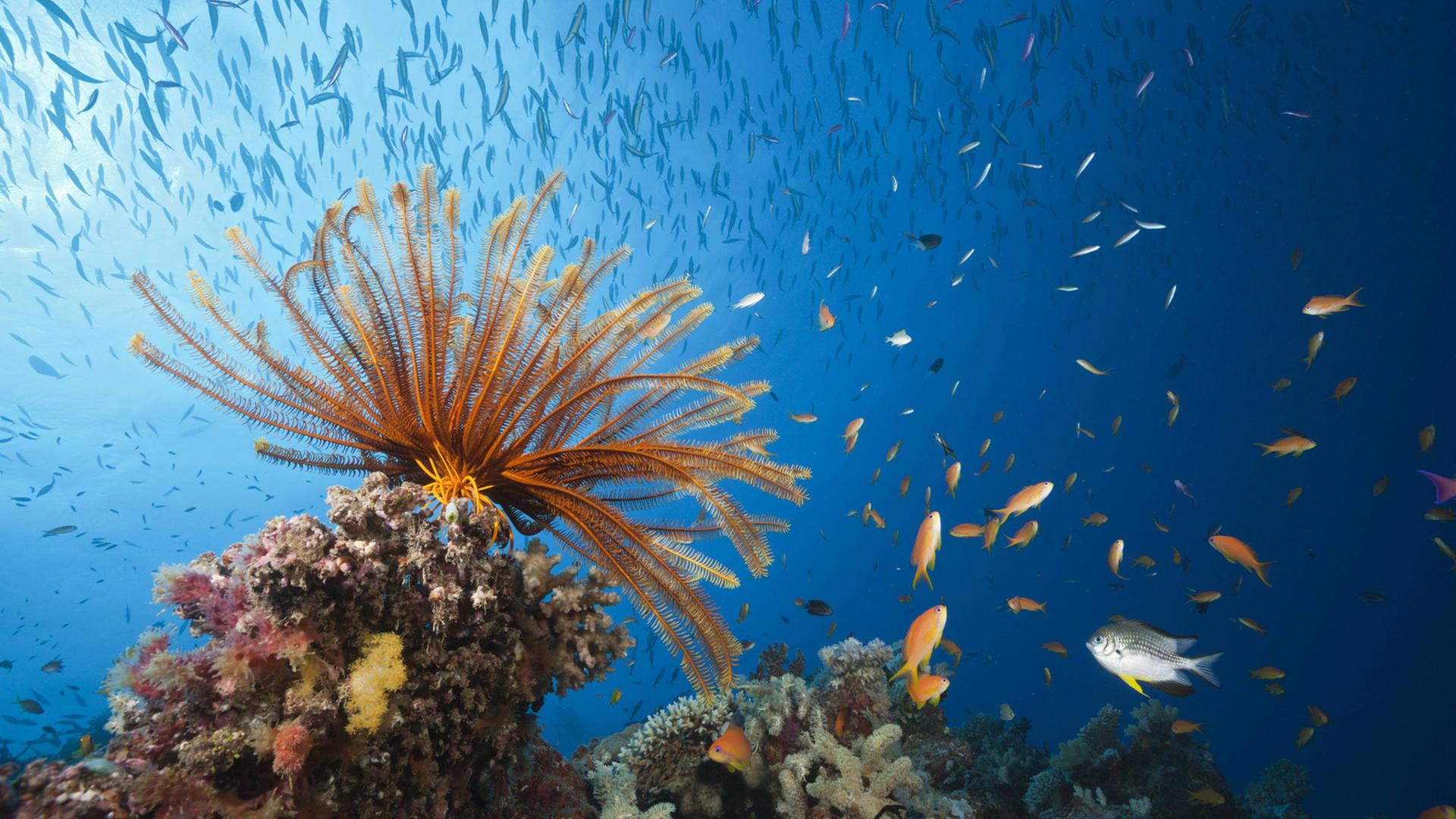 Riff mit Federstern und Korallenfischen, Great Barrier Reef Riff mit Federstern und Korallenfischen, Great Barrier Reef