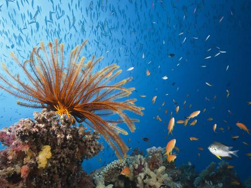 Riff mit Federstern und Korallenfischen, Great Barrier Reef