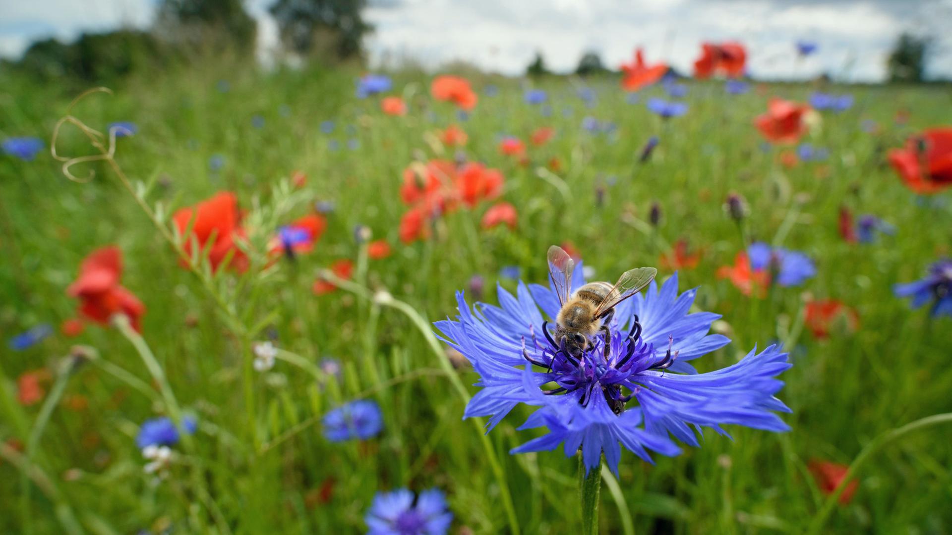 Eine Honigbiene sitzt auf einer Blumenwiese auf der Blüte einer Kornblume. Eine Honigbiene sitzt auf einer Blumenwiese auf der Blüte einer Kornblume.
