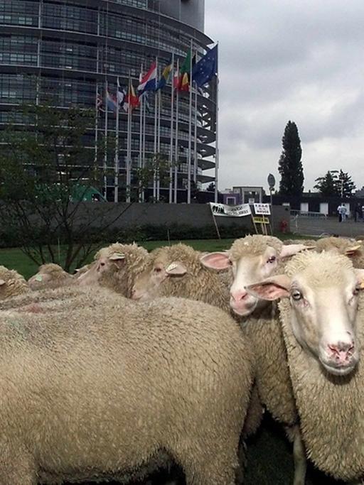 Eine Aktion von Schäfern vor dem EU-Parlament in Straßburg