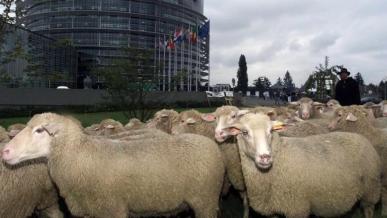 Eine Aktion von Schäfern vor dem EU-Parlament in Straßburg Eine Aktion von Schäfern vor dem EU-Parlament in Straßburg