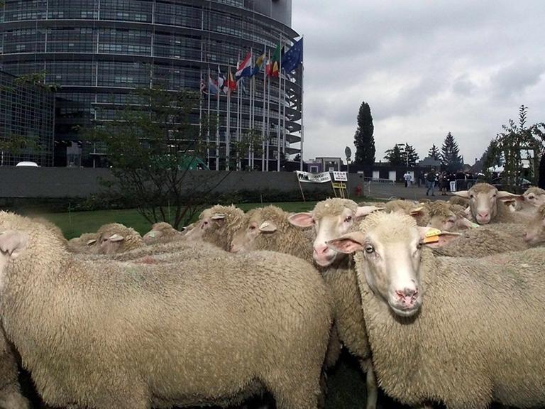 Eine Aktion von Schäfern vor dem EU-Parlament in Straßburg