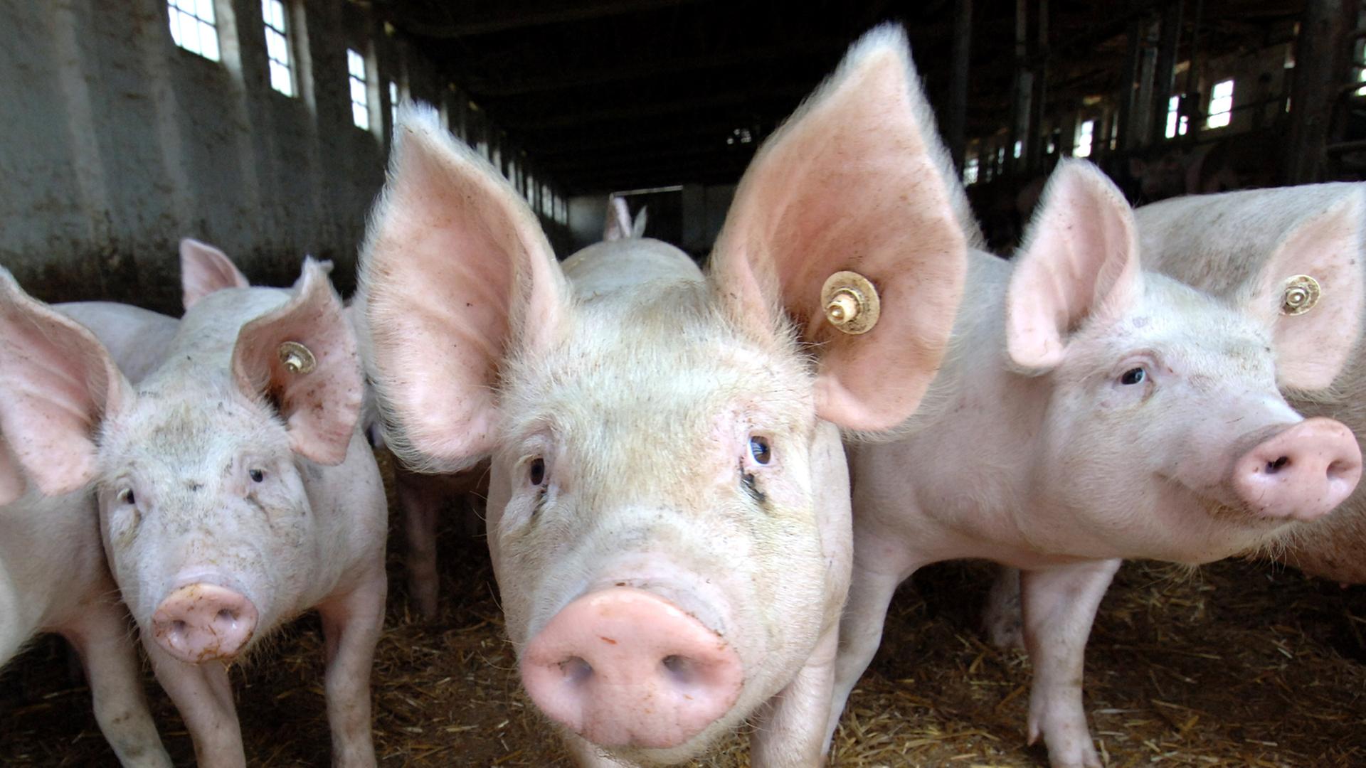 Drei Schweine stehen in einem Stall Drei Schweine stehen in einem Stall