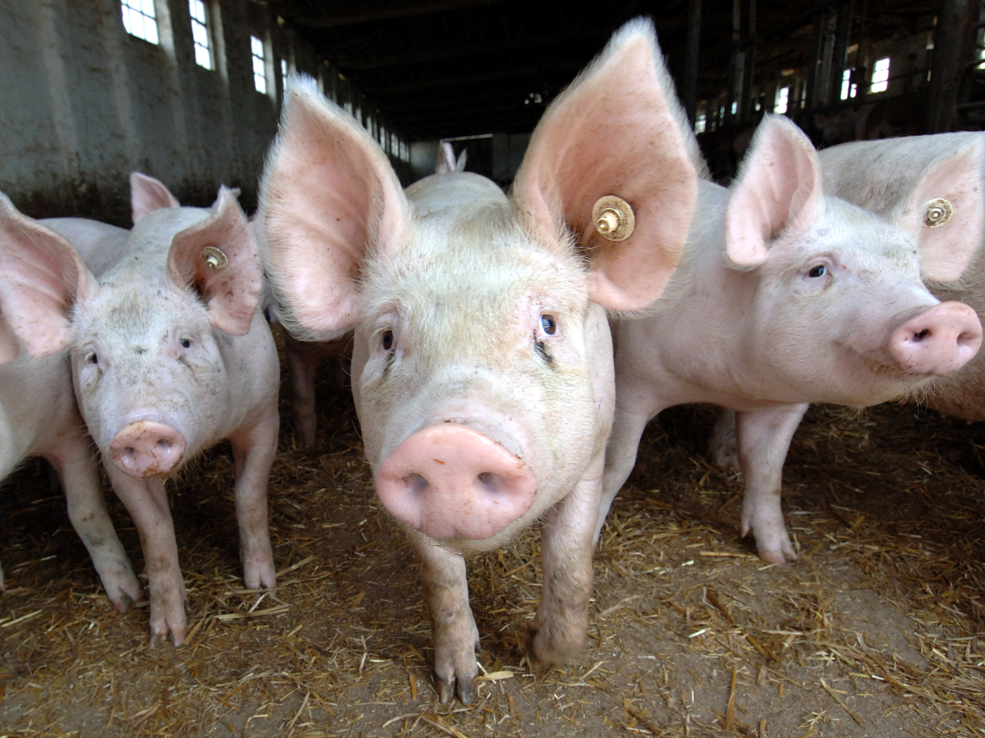 Feature Die Sau rausgelassen. Oder Das Schwein ist auch nur ein