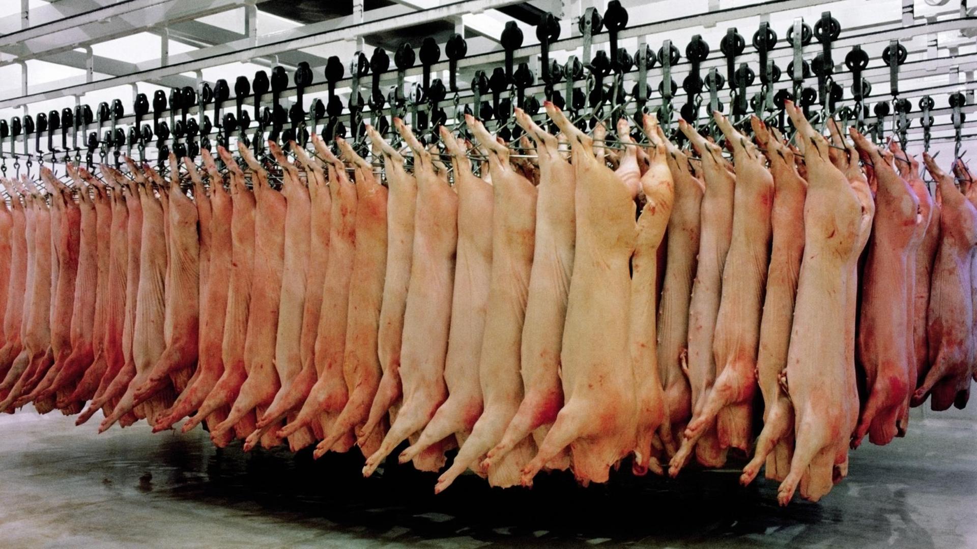 Schweine hängen in einem Schlachthof. Schweine hängen in einem Schlachthof.