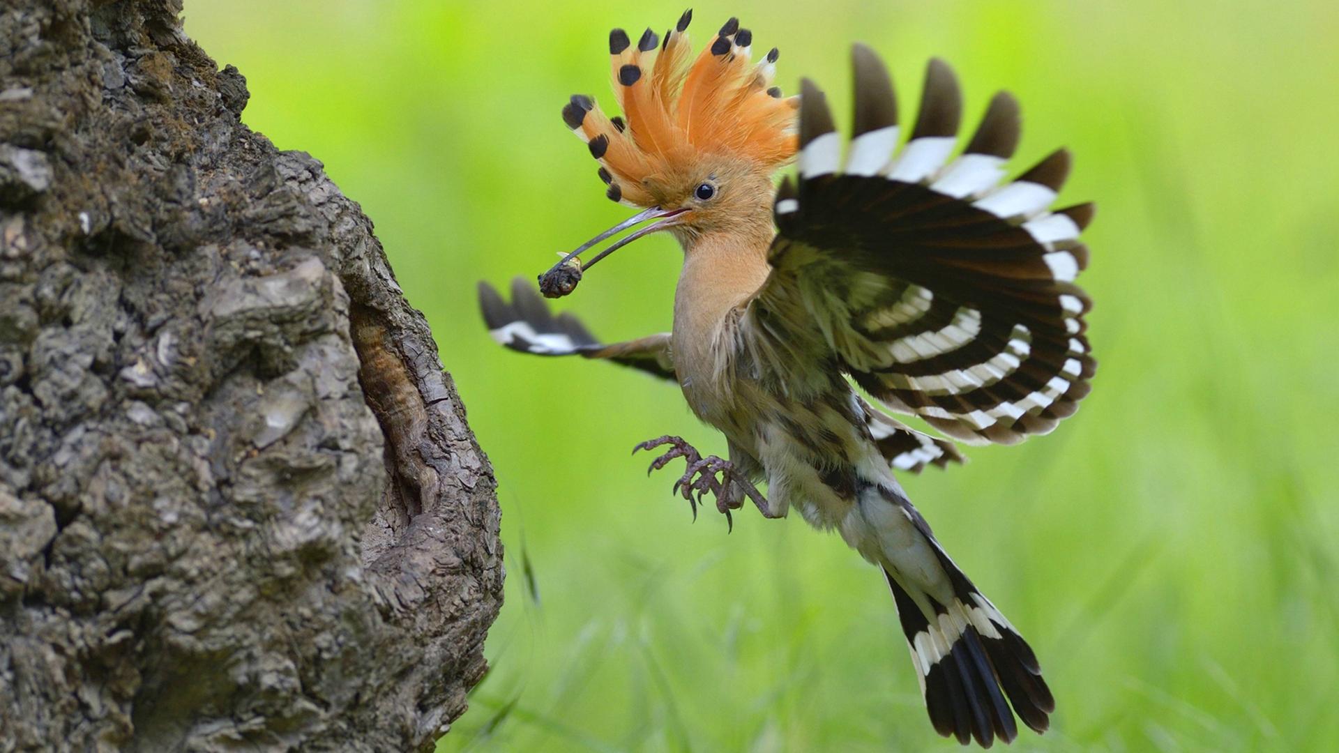 Wiedehopf (Upupa epops) beim Anflug auf seine Nisthoehle mit Kaefer im Schnabel