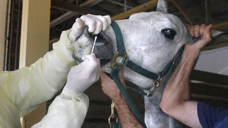 Dec 20, 2006; Wellington, FL, USA; Veterinarian SCOTT SWERDLIN, left, with Palm Beach Equine Clinic, with the help of groom CESAR MENSI takes a nasal swab of a horse in Wellington. He is testing for equine herpes virus. There have been seven confirmed cases of the virus statewide, killing three horses. Swerdlin is sending the samples to the University of Kentucky for analysis. The veterinarian thinks that the virus will run its course by the first of the year. Mandatory PUBLICATIONxINxGERxSUIxAUTxONLY - ZUMAp77_ 20061220_mdm_p77_425 DEC 20 2006 Wellington FL USA Veterinarian Scott left With Palm Beach equine Clinic With The Help of Groom Cesar Takes a nasal swab of a Horse in Wellington he IS Testing for equine Herpes Virus There have been Seven confirmed Cases of The Virus state wide Killing Three Horses IS sending The samples to The University of Kentucky for Analysis The Veterinarian thinks Thatcher The Virus will Run its Course by The First of The Year Mandatory PUBLICATIONxINxGERxSUIxAUTxONLY ZUMAp77_ 20061220_mdm_p77_425 Dec 20, 2006; Wellington, FL, USA; Veterinarian SCOTT SWERDLIN, left, with Palm Beach Equine Clinic, with the help of groom CESAR MENSI takes a nasal swab of a horse in Wellington. He is testing for equine herpes virus. There have been seven confirmed cases of the virus statewide, killing three horses. Swerdlin is sending the samples to the University of Kentucky for analysis. The veterinarian thinks that the virus will run its course by the first of the year. Mandatory PUBLICATIONxINxGERxSUIxAUTxONLY - ZUMAp77_ 20061220_mdm_p77_425 DEC 20 2006 Wellington FL USA Veterinarian Scott left With Palm Beach equine Clinic With The Help of Groom Cesar Takes a nasal swab of a Horse in Wellington he IS Testing for equine Herpes Virus There have been Seven confirmed Cases of The Virus state wide Killing Three Horses IS sending The samples to The University of Kentucky for Analysis The Veterinarian thinks Thatcher The Virus will Run its Course by The First of The Year Mandatory PUBLICATIONxINxGERxSUIxAUTxONLY ZUMAp77_ 20061220_mdm_p77_425
