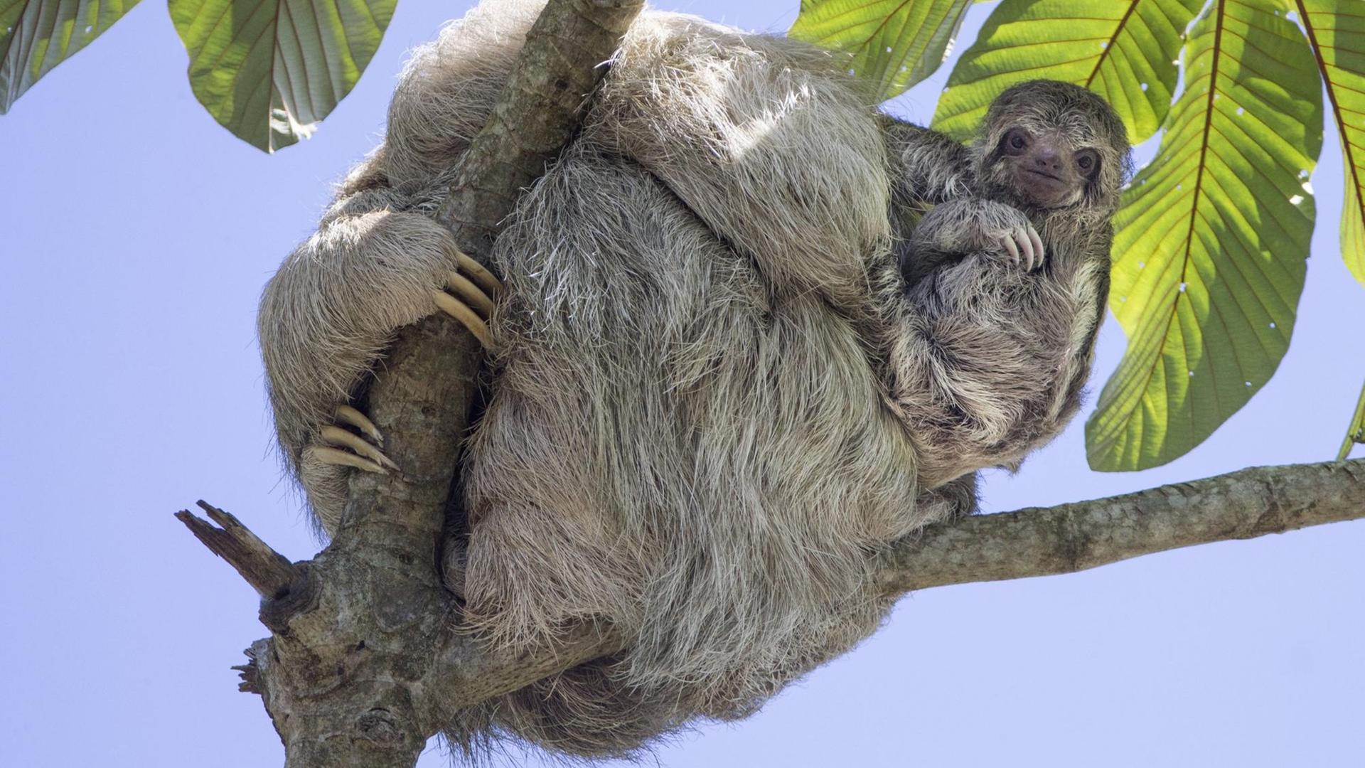 Zwei Faultiere hängen an einem Baum, Mutter mit Kind. Cahuita, Costa Rica.