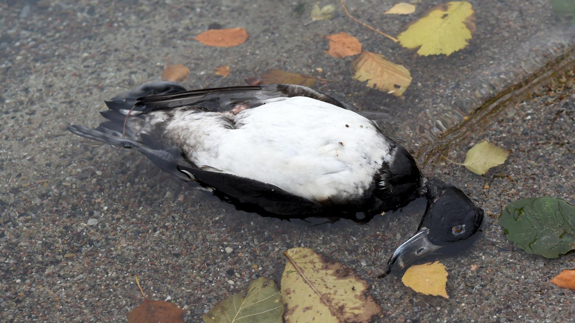 Eine tote Reiherente liegt am Ufer des Großen Plöner Sees in Schleswig-Holstein. Eine tote Reiherente liegt am Ufer des Großen Plöner Sees in Schleswig-Holstein.