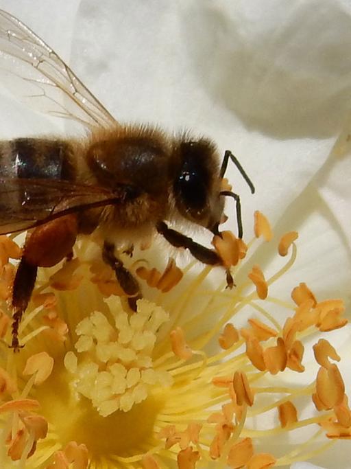Eine Honigbiene sammelt Pollen auf einer voll erblühten weißen Rose.
