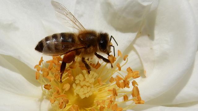 Eine Honigbiene sammelt Pollen auf einer voll erblühten weißen Rose.