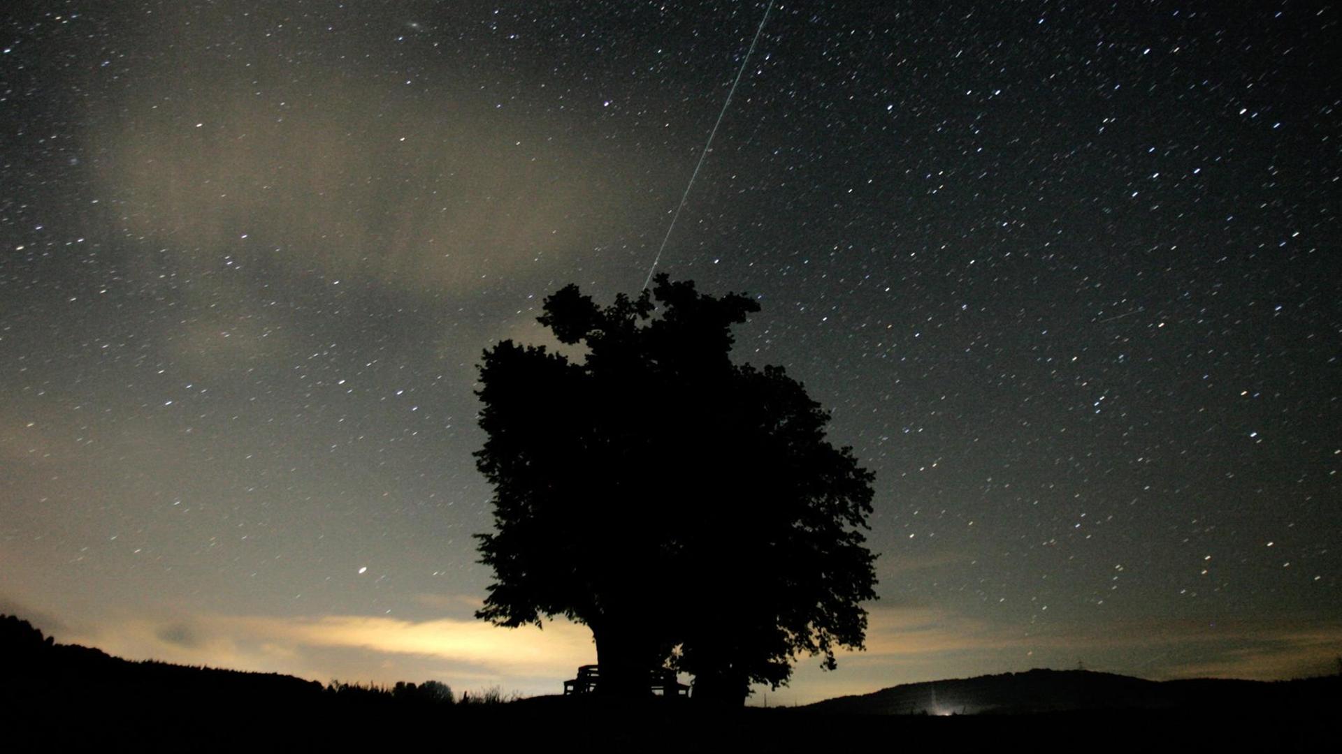 Eine Sternschnuppe ist am Sternenhimmel über einem Baum zu sehen.