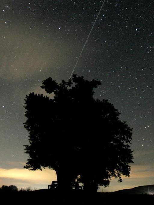 Eine Sternschnuppe ist am Sternenhimmel über einem Baum zu sehen.