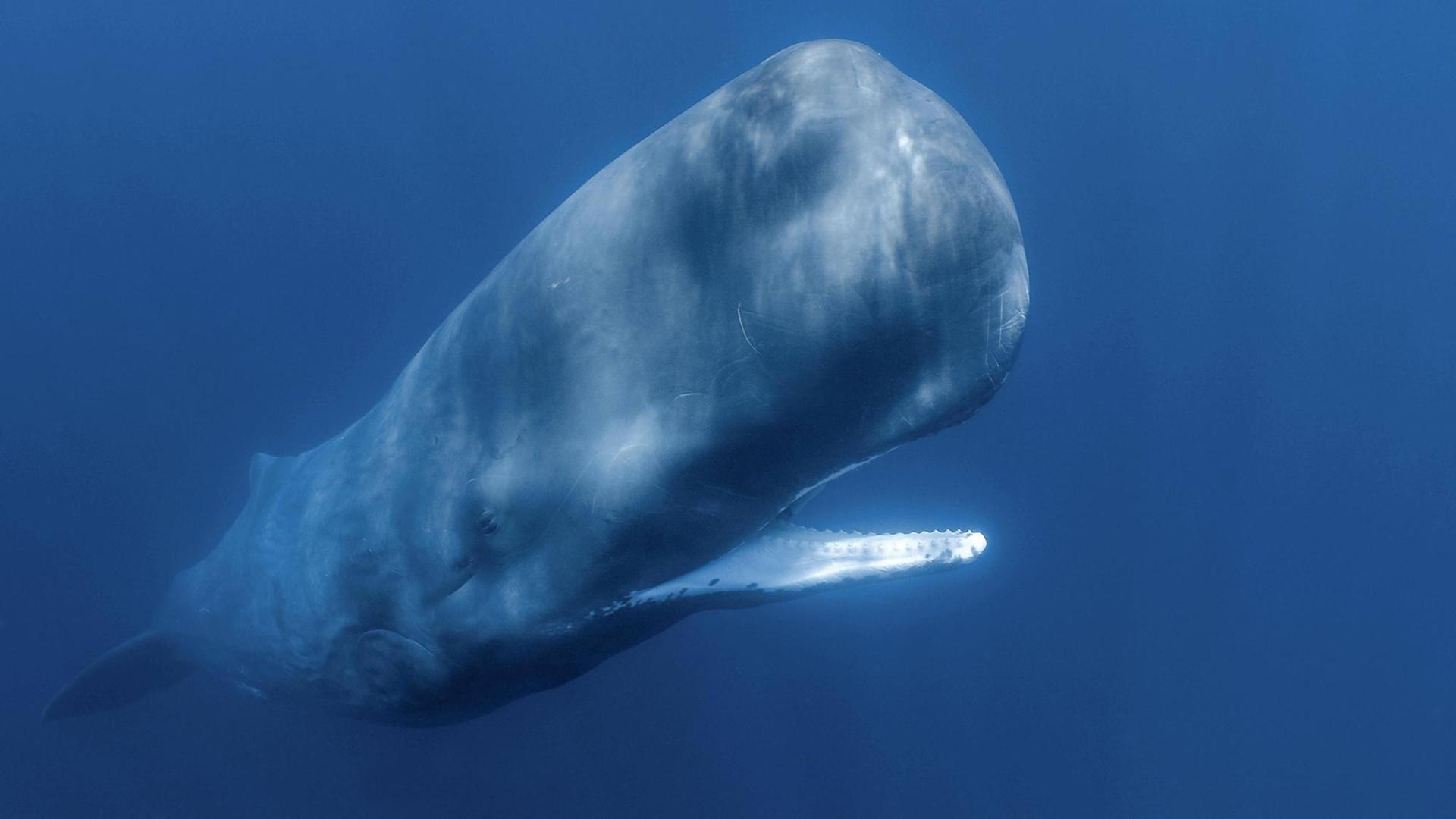 Pottwal (Physeter macrocephalus) im blauen Wasser, das Maul steht offen. Pottwal (Physeter macrocephalus) im blauen Wasser, das Maul steht offen.